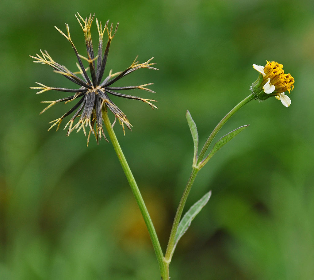 Bidens