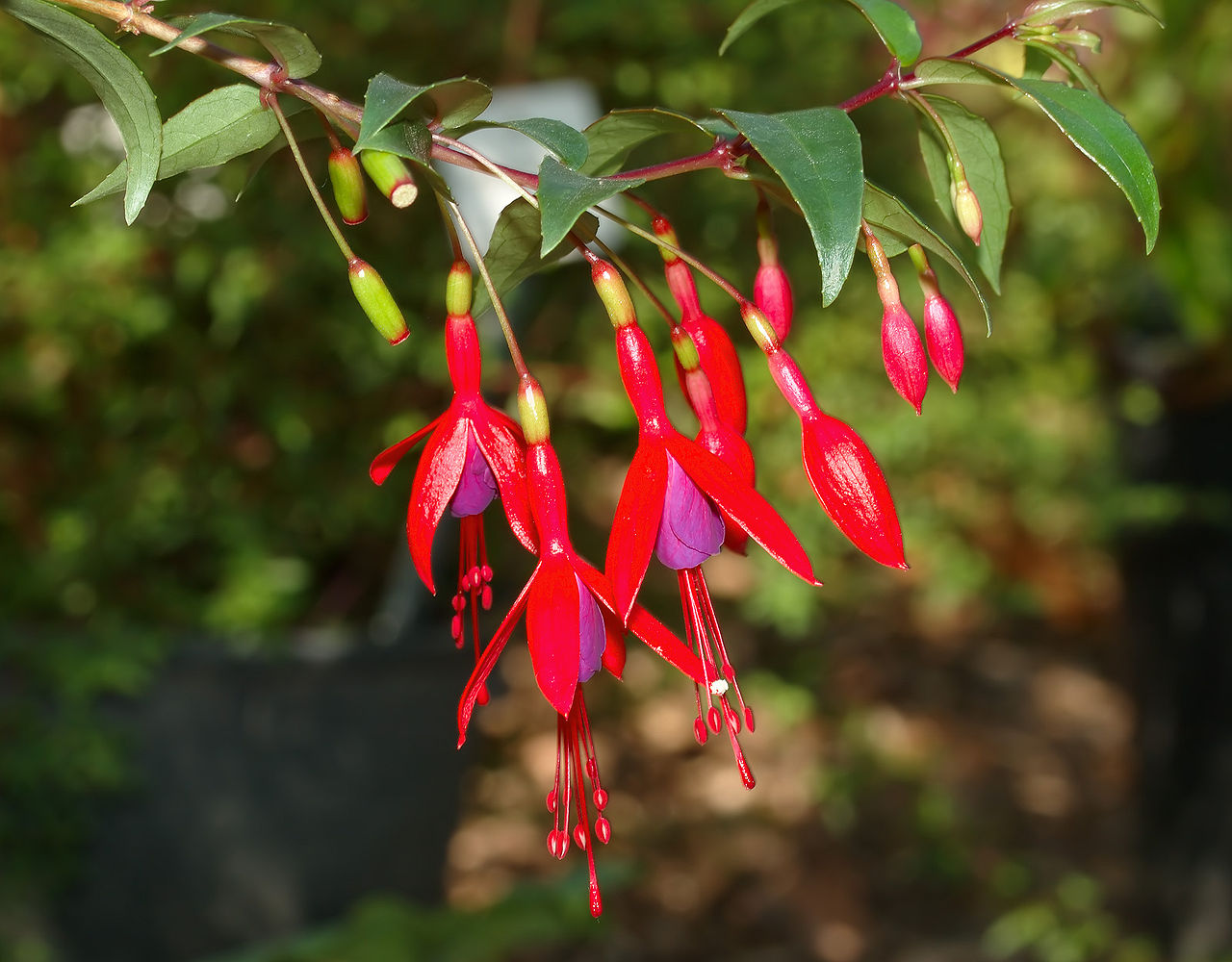 Küpe - Fuchsia Hybriden
