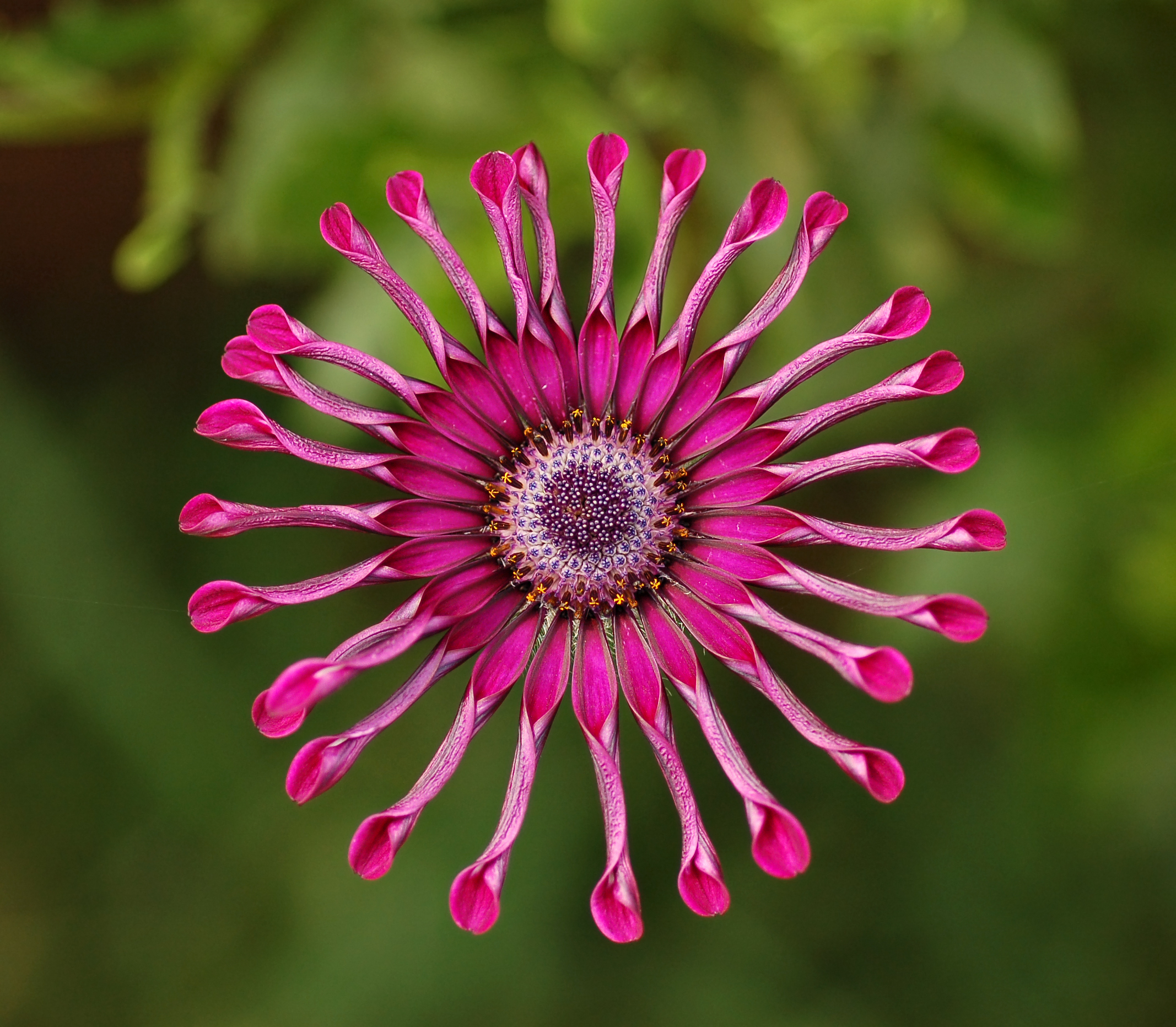 Bodrum Papatyası - Osteospermum Ecklonis