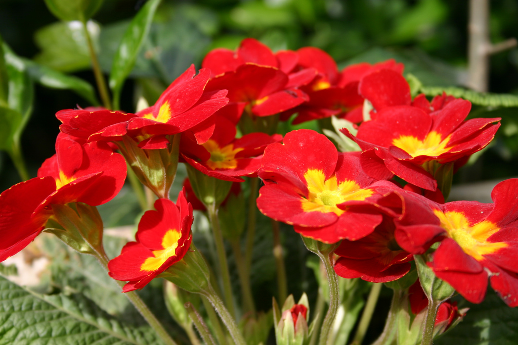Çuha - Primula Acaulis