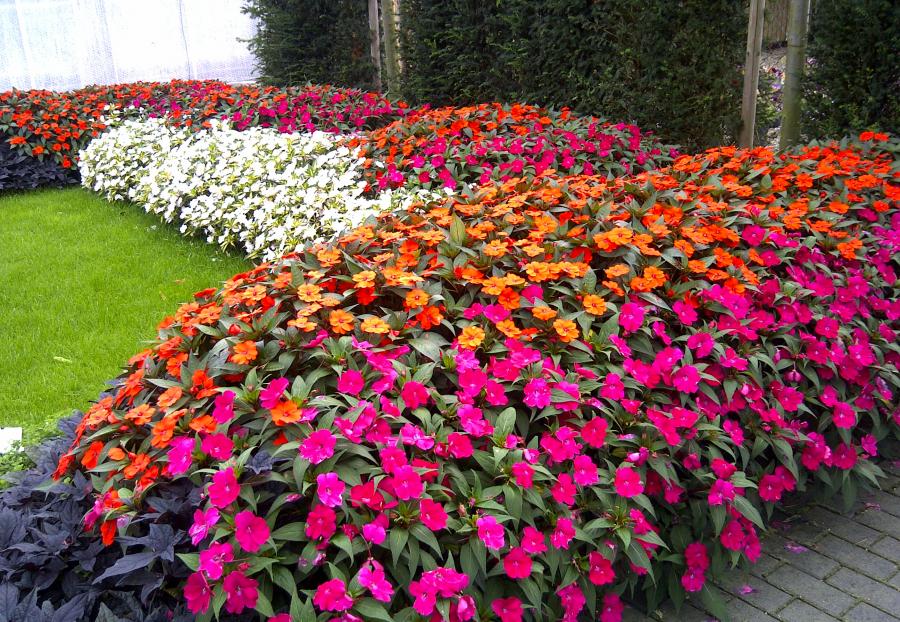 Sunpatiens
